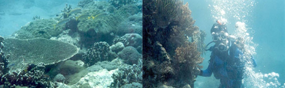 diving di Ciharashas pulau panaitan